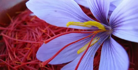 تصویر 1 از زعفران وحشی سفید با کیفیت برتر در بسته بندی شیک